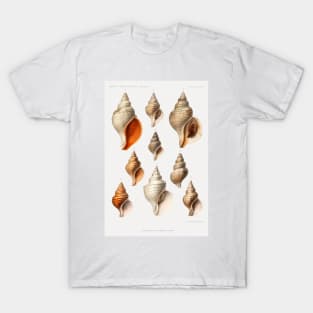 Molluscs of the Northern Seas - Vintage Scientific Illustrations T-Shirt